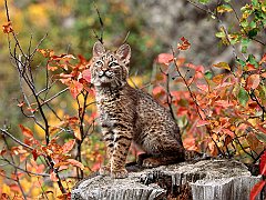 Bobcat Kitten